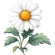 Image test1 daisy1