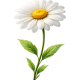 Image test1 daisy2